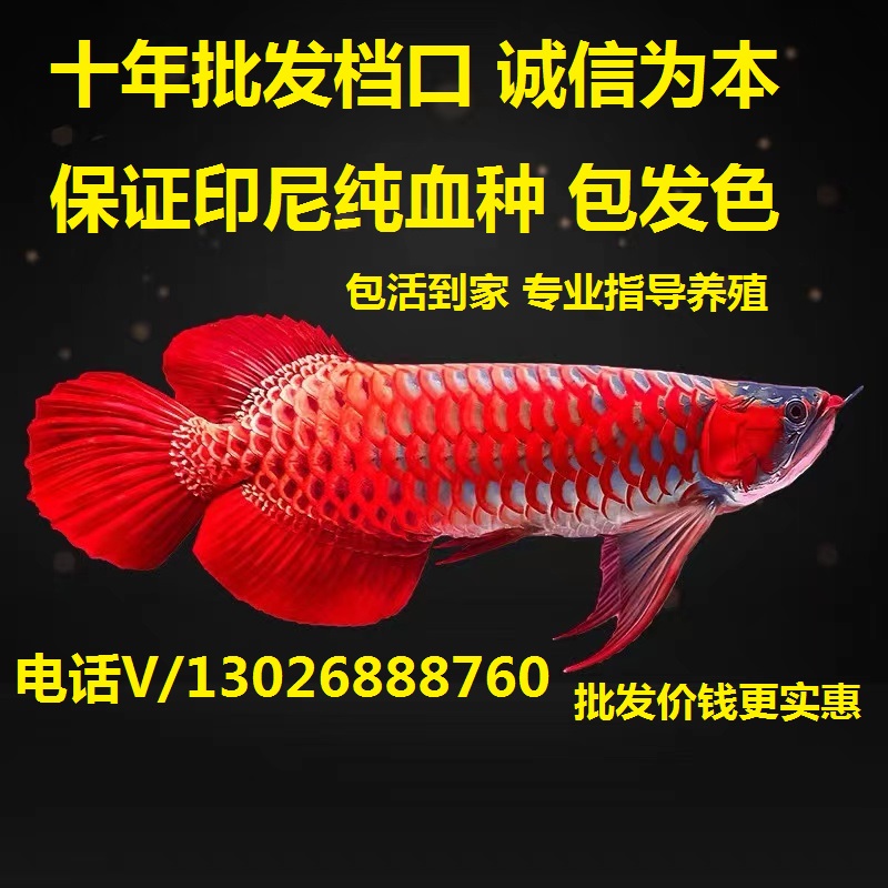 印尼大湖红龙辣椒超血红龙鱼 活体龙鱼 鱼苗练手红龙观赏鱼风水鱼