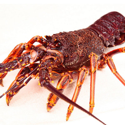 御鲜轩 澳洲鲜活大龙虾 澳龙 1000g 进口活鲜海鲜水产 生猛生鲜