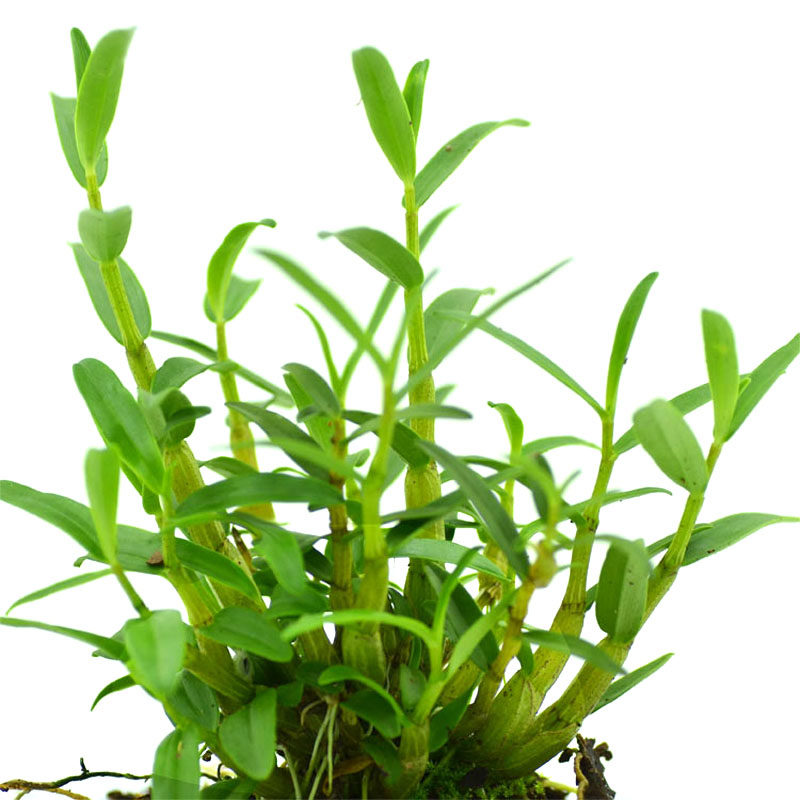 正宗霍山石斛苗米斛苗五年好苗超铁皮石斛苗绿植物盆栽