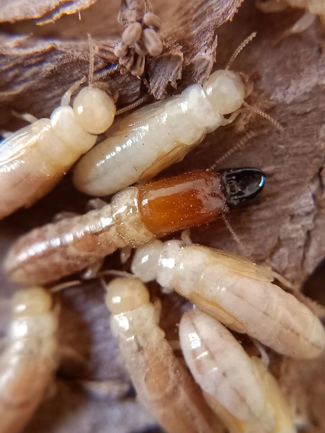 新白蚁 白蚁活物 白蚁活体 蚂蚁活体 大型白蚁 黑翅 黄翅 大白蚁