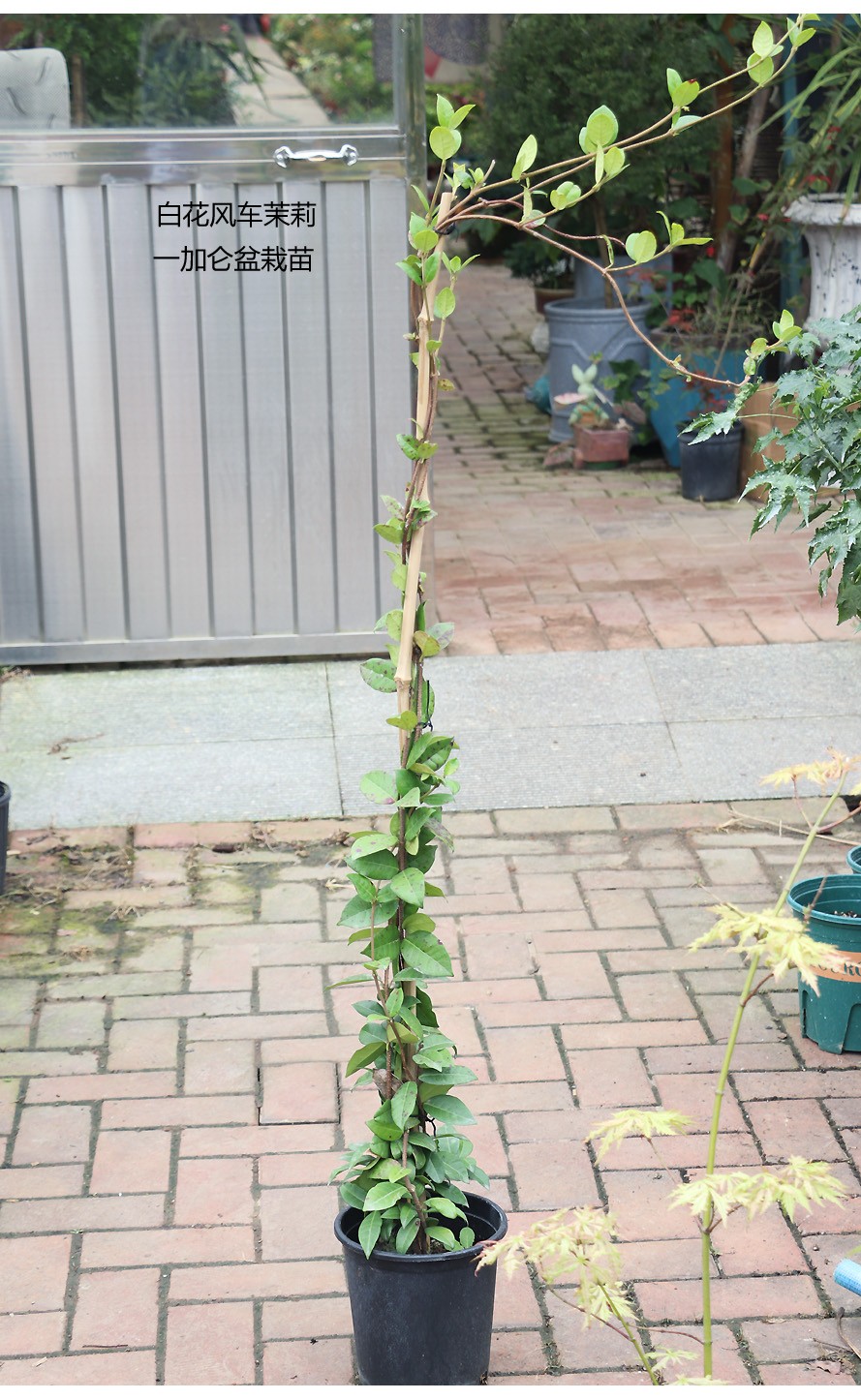 【嘉瑞】浓香常绿攀爬植物 粉色、黄花、花叶风车茉莉 盆栽苗