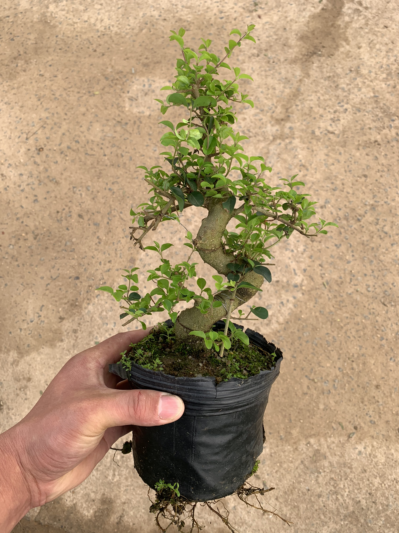 小叶女贞盆景树桩 造型盆栽 山水女贞带弯型盆栽盆景包成活