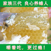 我家小蜜土蜂蜜 巢蜜 蜂巢蜜纯天然自然成熟 咬着吃嚼着吃的真蜜|ms 我家小蜜土蜂蜜 巢蜜 蜂巢蜜纯天然自然成熟 咬着吃嚼着吃的真蜜|ms