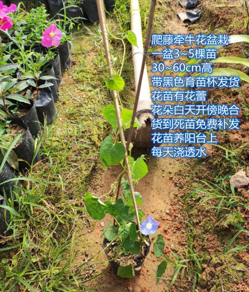 花蕾爬藤牵牛花绿植盆栽阳台遮阴植物几天开花绿植