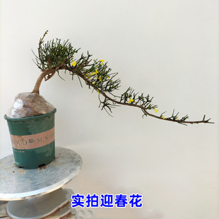 虎蹄迎春花报春花老桩盆景小苗生桩抗寒花卉绿植熟桩客厅阳台盆栽