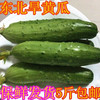 東北新鮮蔬菜旱黃瓜秋黃瓜水黃瓜 小黃瓜現摘現賣部分地區5斤包郵 東北新鮮蔬菜旱黃瓜秋黃瓜水黃瓜 小黃瓜現摘現賣部分地區5斤包郵