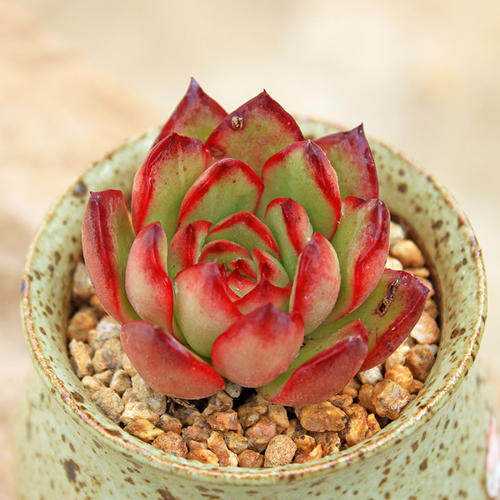 宝莉安娜  多肉植物盆栽室内防辐射小盆栽肉肉植物办公室阳台绿植