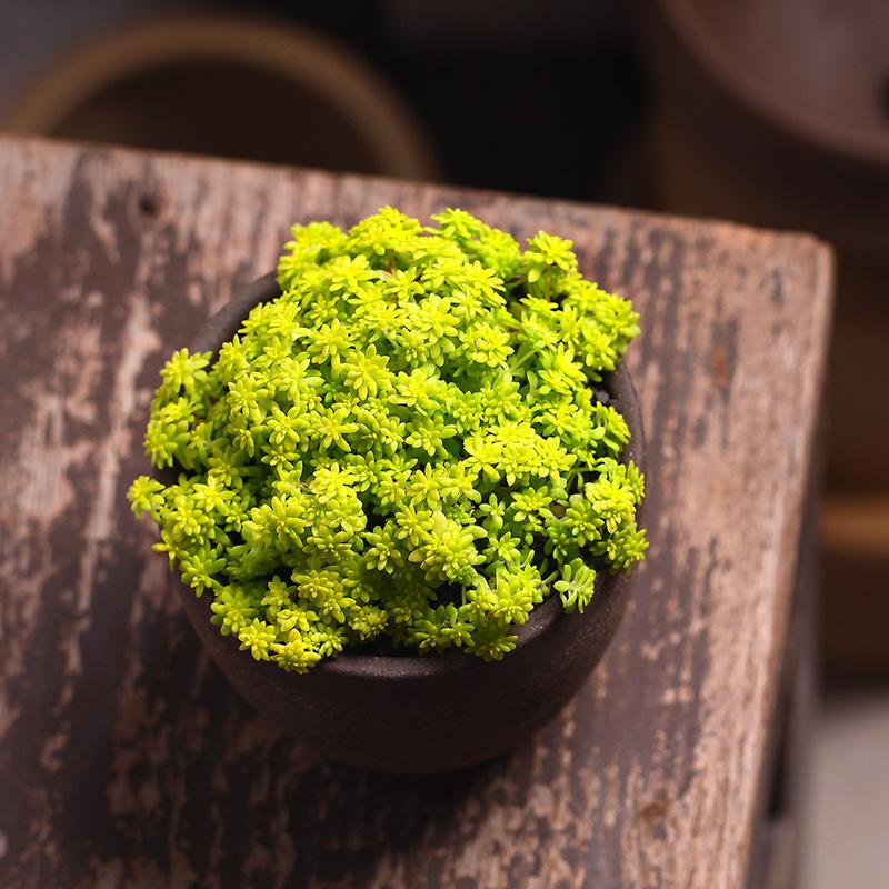 多肉植物黄金金万年盆栽办公室绿植抗旱室内趣味多肉植物