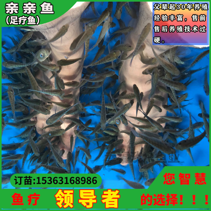 亲亲鱼温泉鱼鱼疗小鱼足疗鱼泡脚鱼按摩吃死皮星子鱼