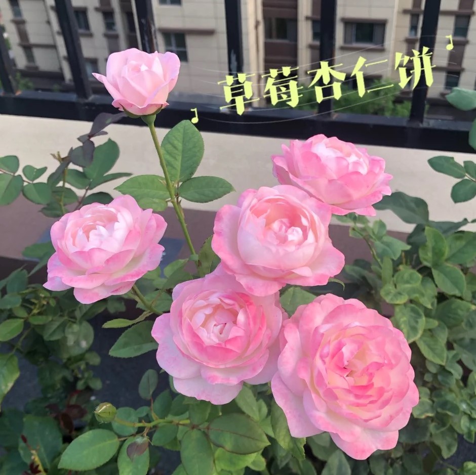 草莓杏仁饼日本灌木月季淡粉色渐变花量大多季节开花包子型微香