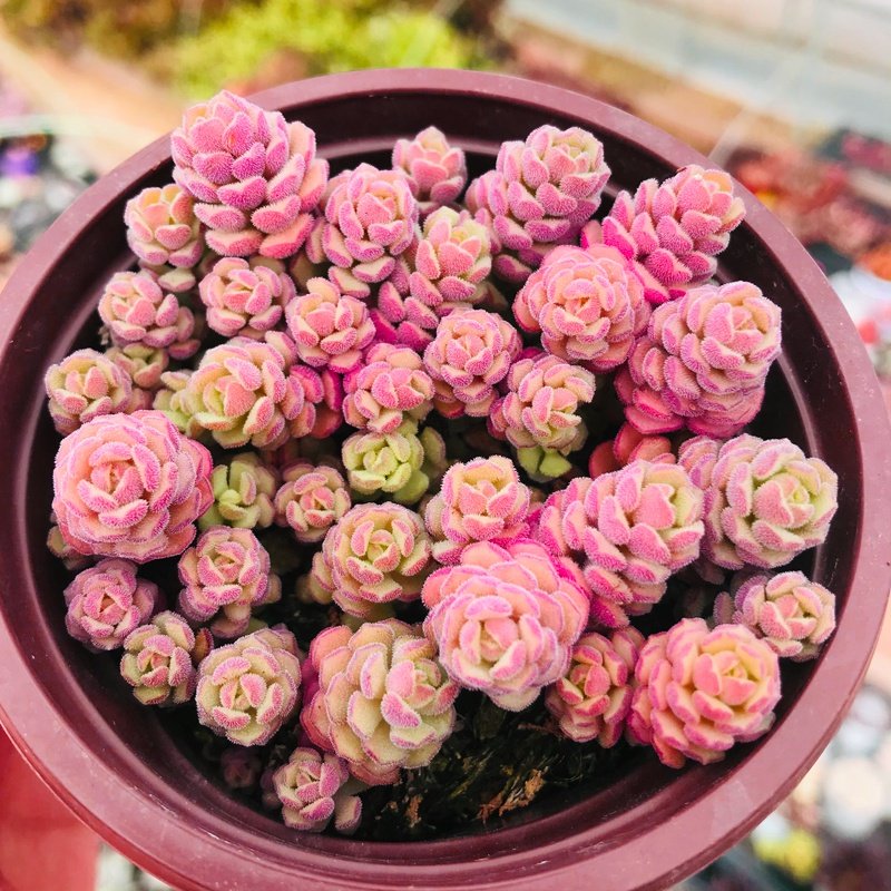 多肉k植物春之奇迹群生多头办盆室内面台k桌阳红稚莲玉露带公老桩