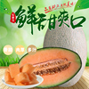 新疆哈密瓜西州蜜 新疆哈密瓜水果新鲜一箱装 北京实体店可自提|ru 新疆哈密瓜西州蜜 新疆哈密瓜水果新鲜一箱装 北京实体店可自提|ru