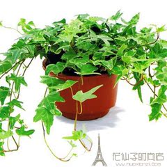 常春藤吊兰植物盆栽花卉装修房净化空气吸甲醛苯室内阳台绿植包邮