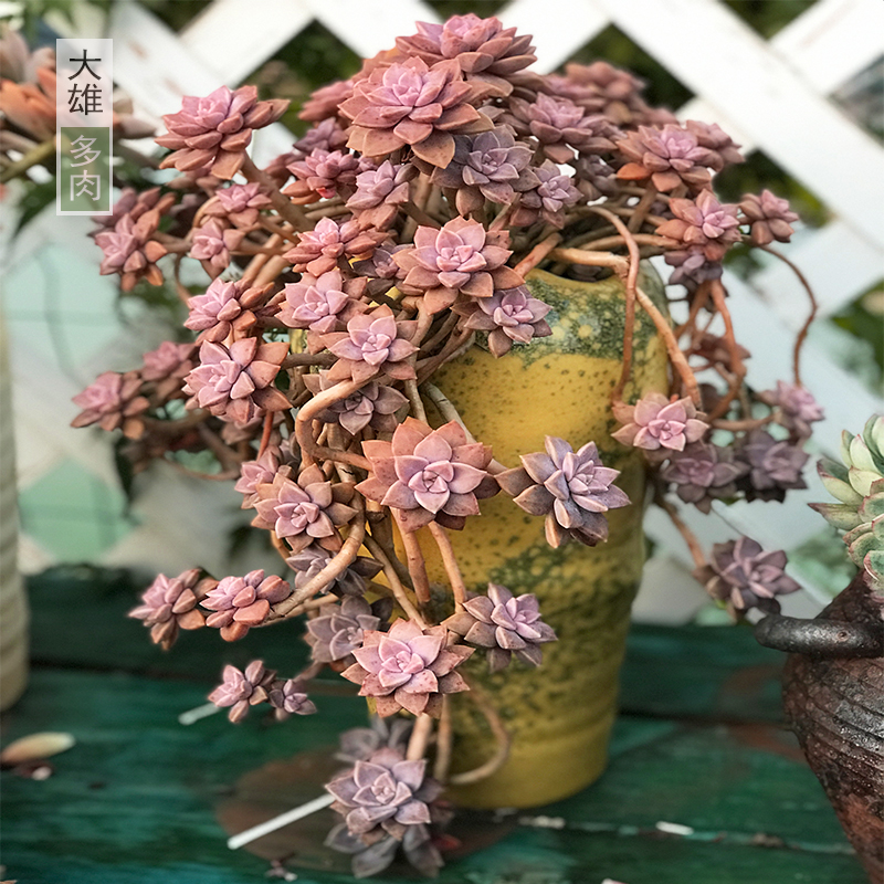 一物一拍 阿伦培老桩悬崖桩多肉植物阳台花卉绿植美观
