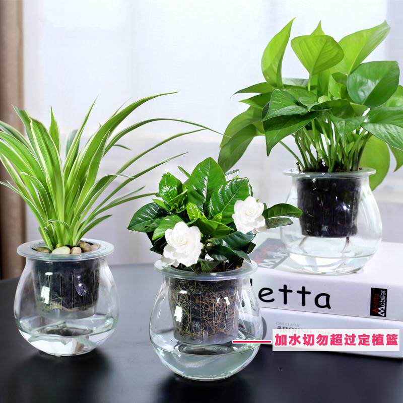 绿萝小盆栽植物水花迷你水培可爱室内水养好养净化空气卧室绿植
