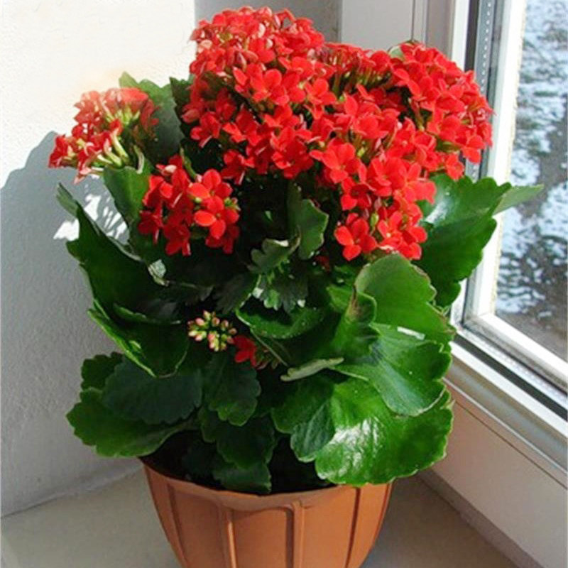 四季_长寿花盆栽重瓣大花苗带花苞新品种花卉观花植物室内绿植四季