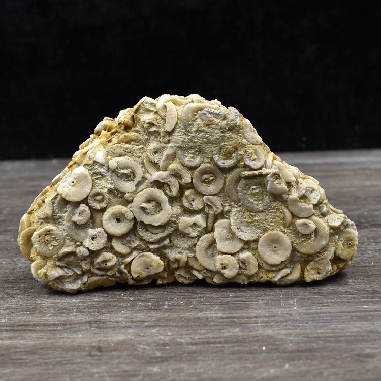 天然泥盆纪海百合茎棘皮动物古海洋生物化石地质科普教学标本摆件