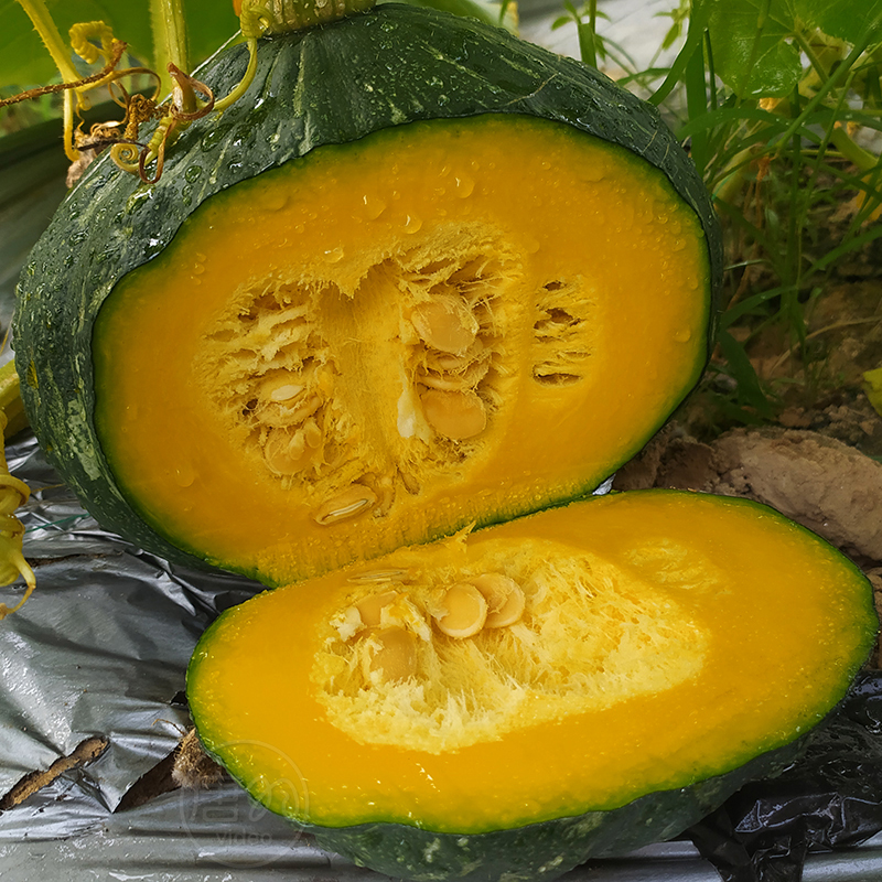 Tang Yu video Chestnuts Pumpkin 4 pounds Babe Chinese chestnut Pumpkin Perfume powder Sweet Fresh vegetablesin the Aquatic meat/Fresh fruits and vegetables/Cooked , Fresh vegetables/Vegetable products , Fresh vegetables , Pumpkin category - from Buy2taobao.com to provide professional Taobao agent buy service