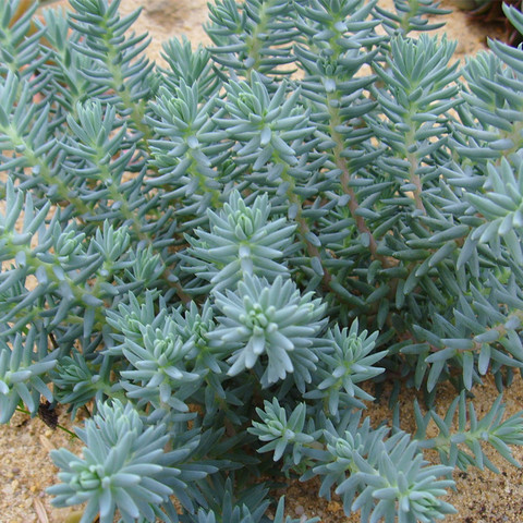 多肉植物 【塔松】 迷你盆栽 景天科多头群生办公室绿植多肉植物