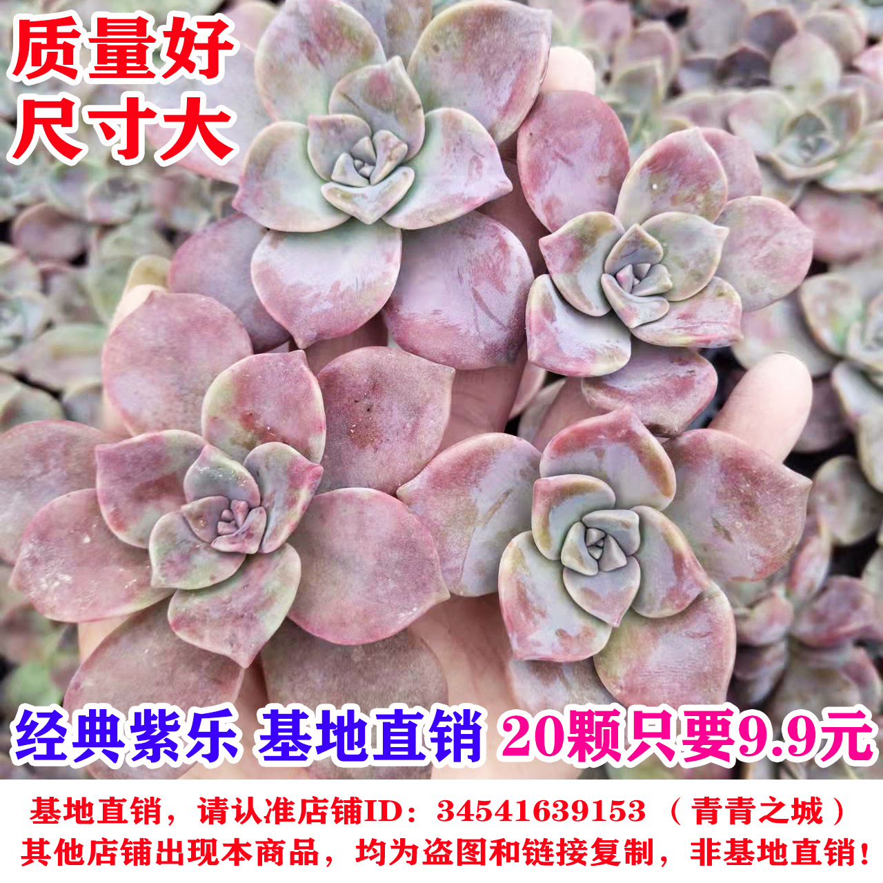 25.8元100颗！经典紫乐 多肉植物砍头苗无根砍头苗种苗肉肉 3-6cm