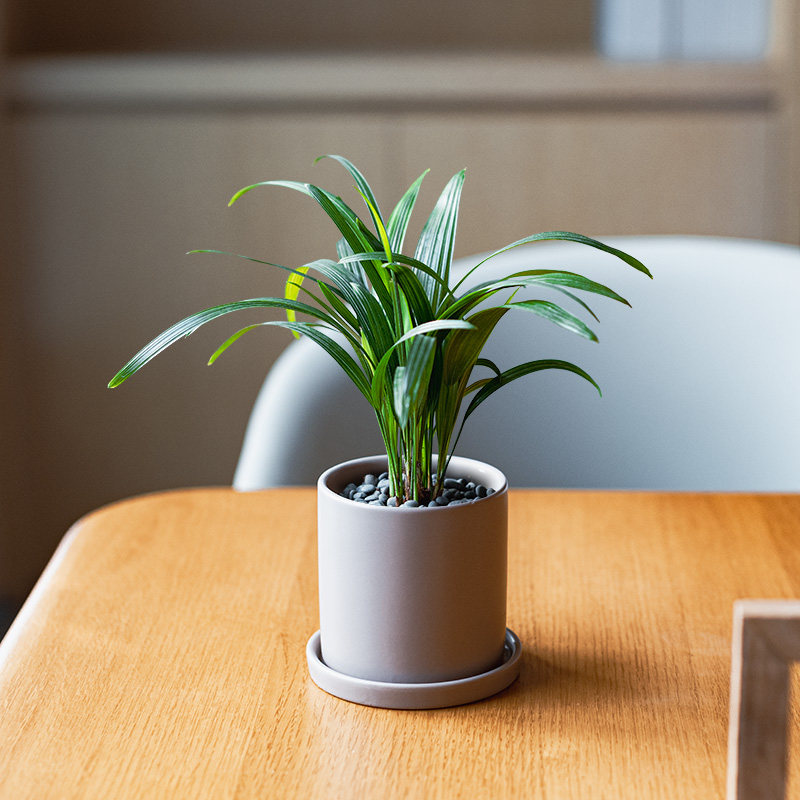 mofacoco 桌面绿植棕竹小盆栽净化空气棕榈科北欧风观叶植物耐阴