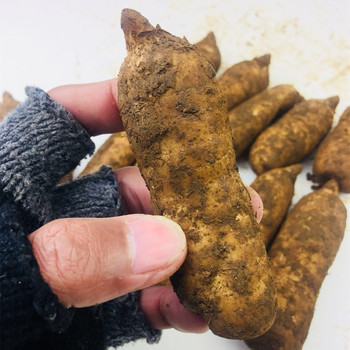 云南昭通彝良小草坝乌天麻野生正宗品1公斤新鲜天麻四级带泥麻种