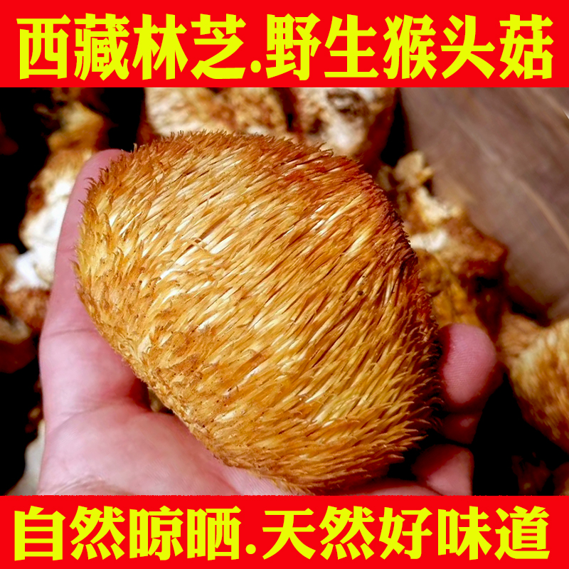 西藏土特产嘎朗林芝波密县野生猴头菇菌野生菌菇猴头菇干货食用菌|ruв категории зерно риса/север и Юг сухих грузов/приправы, север и Юг сухих грузов/мясо сухих грузов, сухогрузный/родной, Ежовик гребенчатый - от Buy2taobao.com для оказания профессиональной услуги покупки агента Taobao