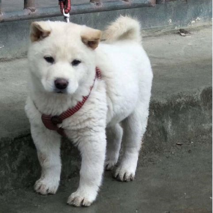 热销纯种中华田园犬_纯种土猎犬纯种中华田园犬虎斑犬幼犬广西大头土