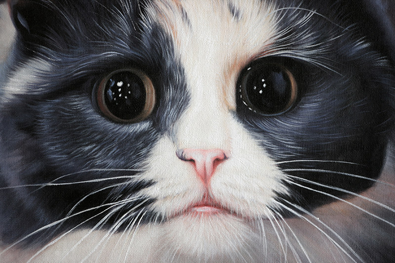【学院艺术】】广州美院 陈建忠《萌猫咪》写实精品