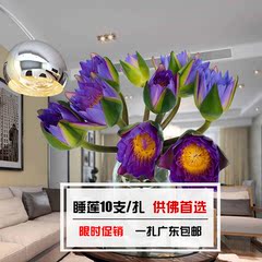 深圳广州生活鲜花 供佛首选睡莲订阅 限时10支广东顺丰包邮