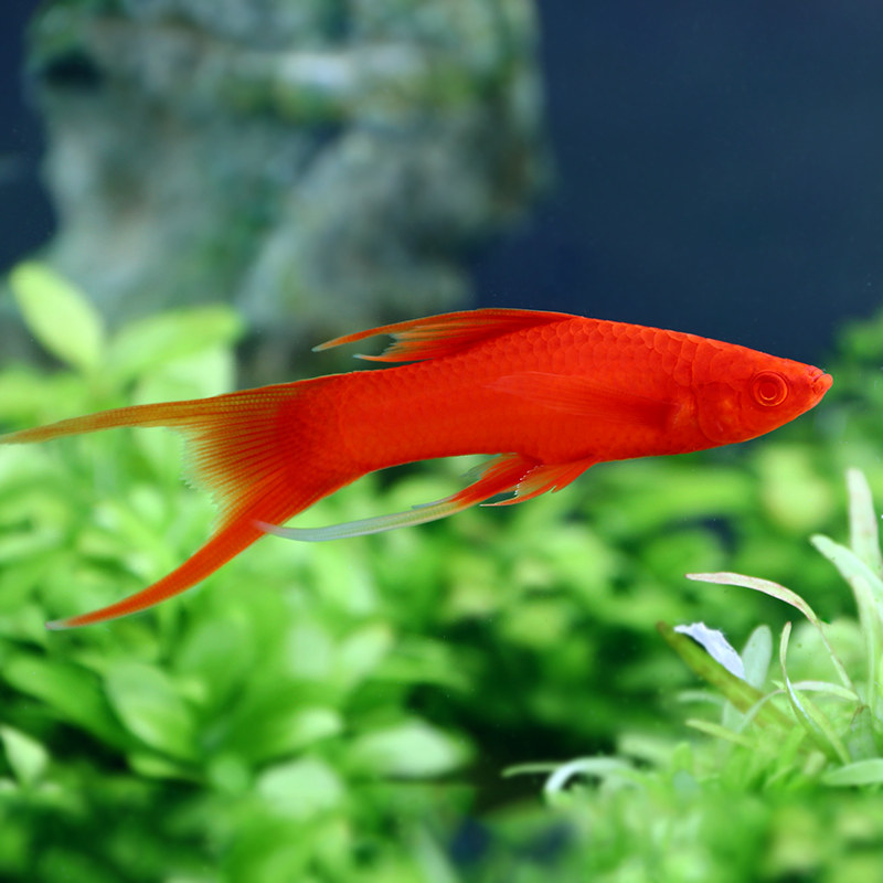 玛丽鱼红箭红玛丽米奇牡丹除油膜鱼胎生鱼热带观赏鱼活体鱼