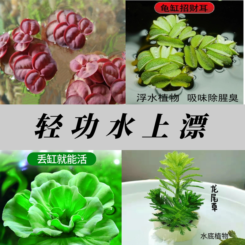 古法养鱼植物养龟浮萍水草鱼缸净化水质水培水芙蓉龙尾草招财浮萍