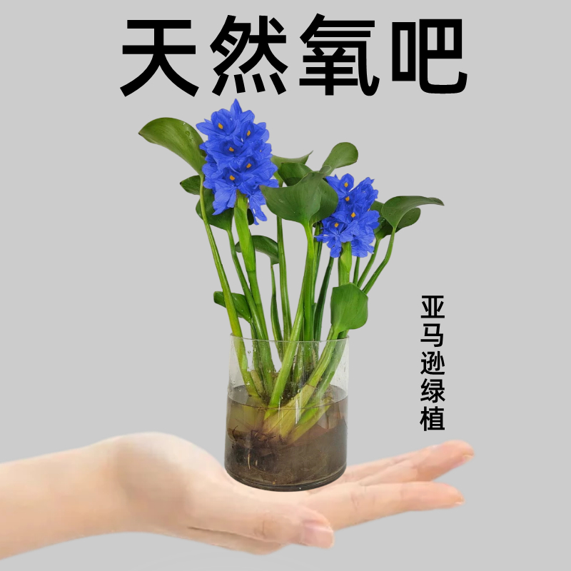 水培室内植物招财绿植盆栽绿萝发财树吸附甲醛客厅办公室净化空气