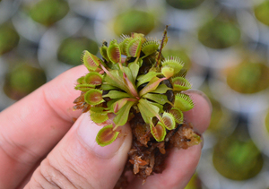 食虫植物-杯夹捕蝇草【特价小苗 可爱食虫草吃蚊子虫子盆栽造景】