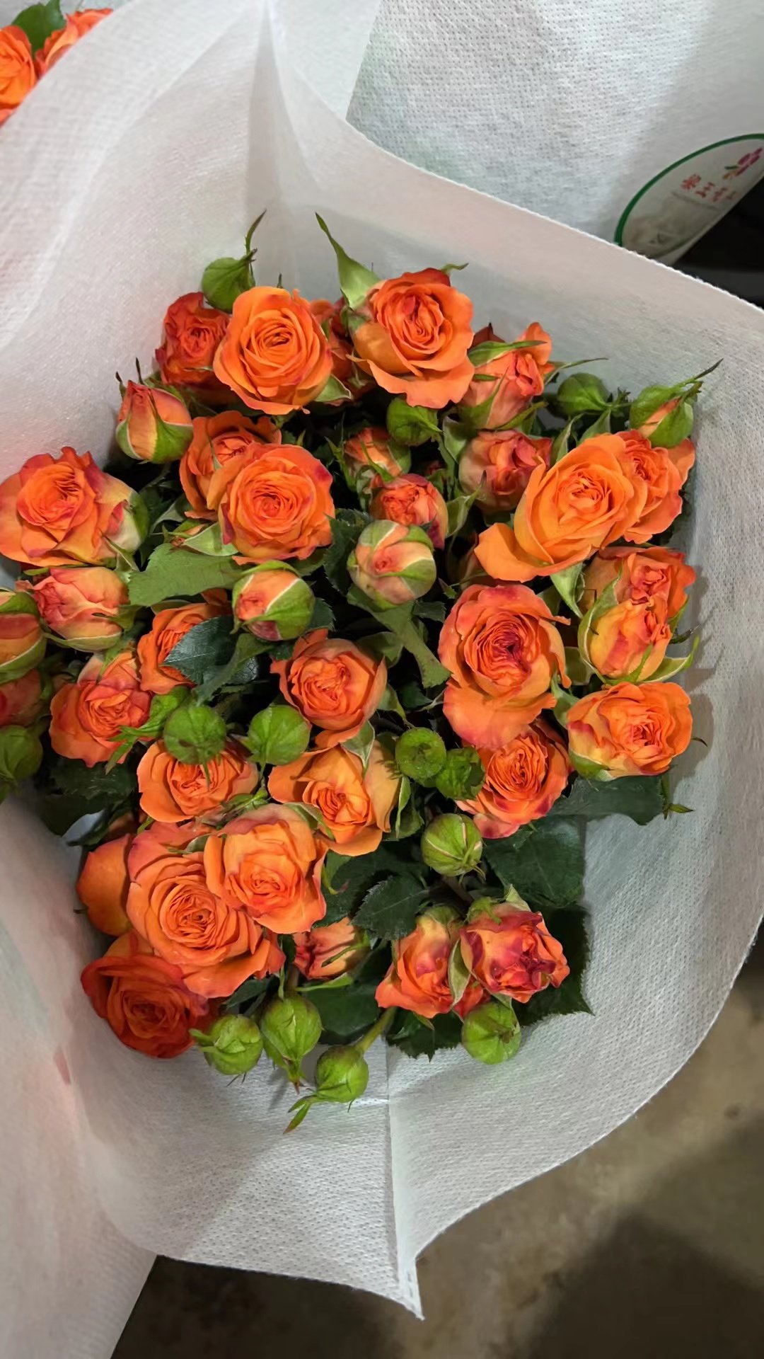 aa级橙芭比大多头10支全场三把起包邮全场三把起包邮顺丰空运