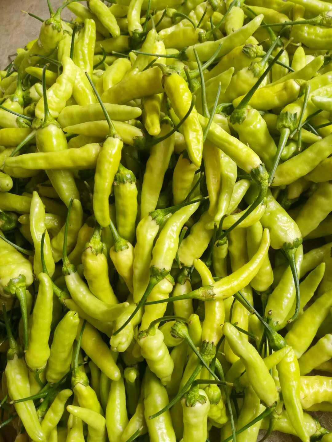 新鲜现摘云南保山小米辣椒指天辣椒泡椒野山椒白米辣椒朝天椒辣椒