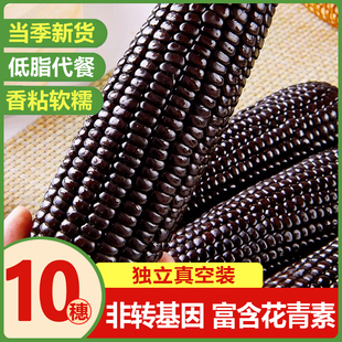 黑糯玉米10支真空袋装新鲜现摘甜黏玉米棒非东北粘苞谷加热即食