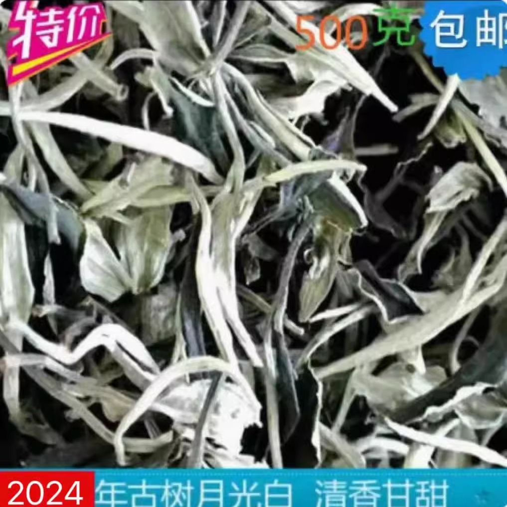 2024年春茶云南普洱景谷月光白茶