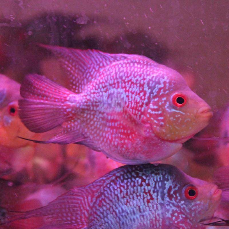 特价罗汉鱼活体 麒麟_热带观赏鱼麒麟鱼鹦鹉鱼风水鱼麒麟罗汉血鹦鹉