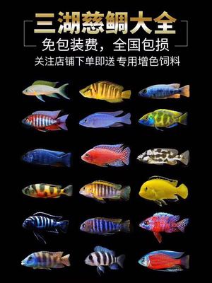 马鲷鱼品种介绍【图】图片
