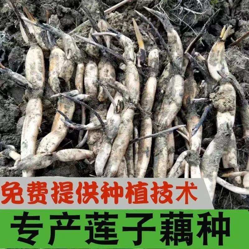 太空莲36号莲藕种苗莲子种子高产红花莲种观赏苗景区园林观赏一代