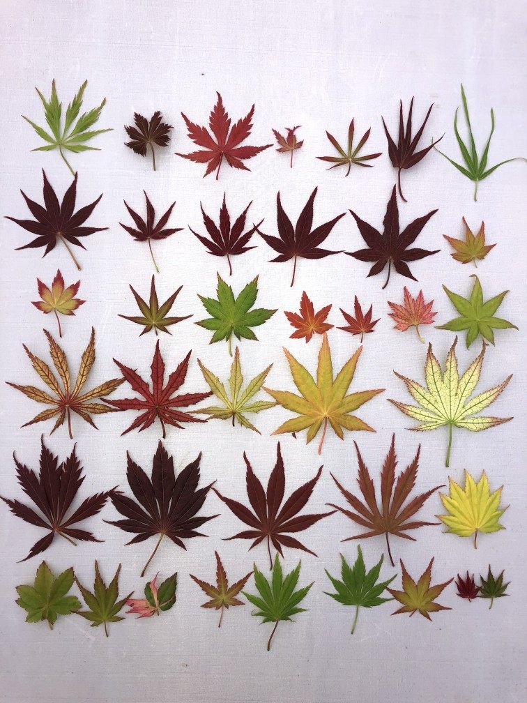 三季红脉纹羽毛枫锦叶系列日本枫树苗盆景盆栽日式庭院树阳台枫叶