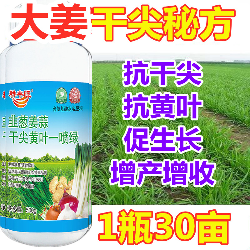 大姜一喷绿生姜黄叶生姜叶面肥大姜膨大素叶面肥料大姜黄叶干尖灵