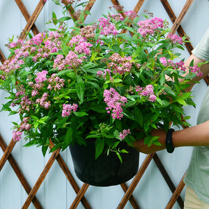 粉花绣线菊图片