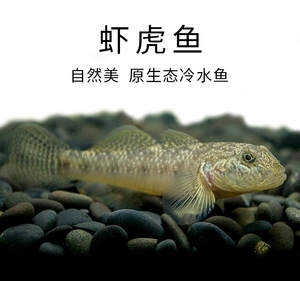 虾虎鱼