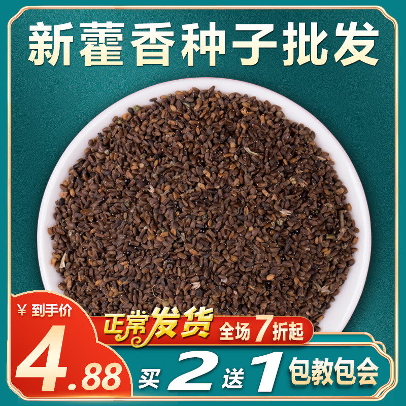香草种籽藿香种子可食用新鲜藿香苗阳台盆栽蔬菜种孑非薄荷种子