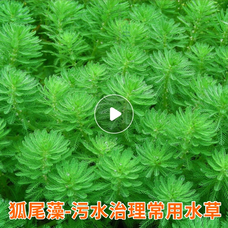 狐尾藻羽毛草浮草净化水质河道鱼池污