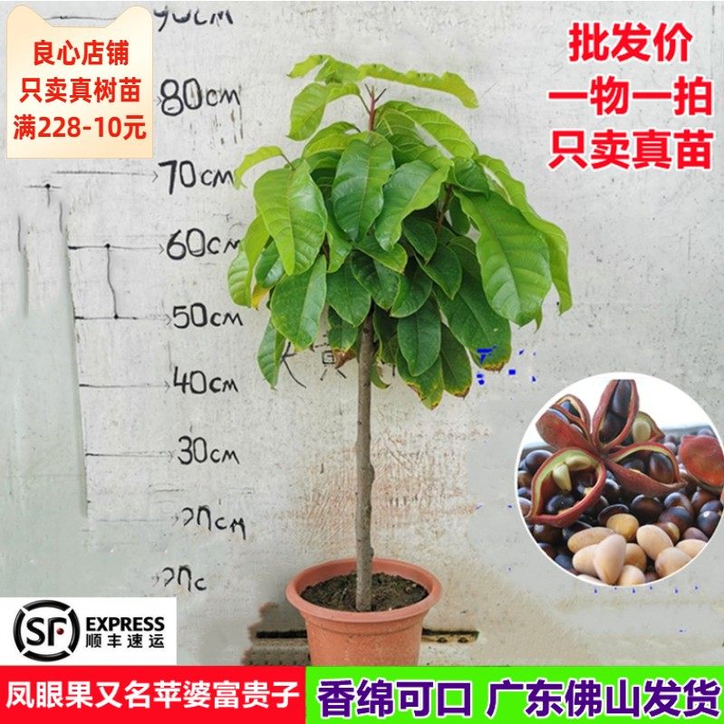 凤眼果苗新品正宗苹婆富贵子树苗当年结果南北方阳台庭院盆栽果树