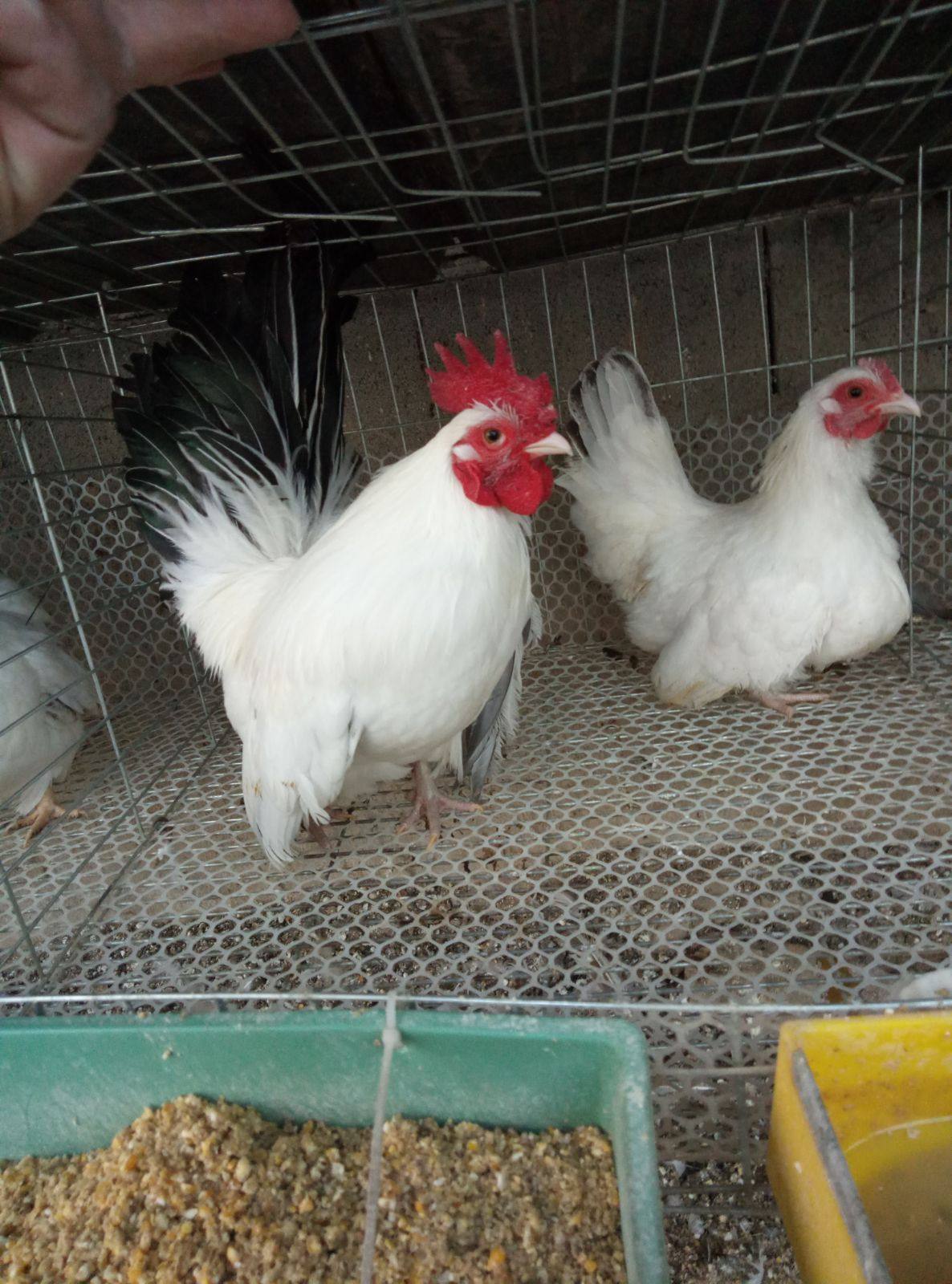 泰国白桂矮脚鸡 黑银矮脚鸡 观赏鸡种蛋 受精蛋可孵化