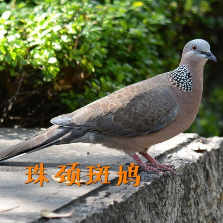 手养斑鸠活体鸟一对成年媒繁殖包邮珠虎颈鸽子种幼崽放生物受精蛋在类目 宠物/宠物食品及用品, 鸟类及用品, 鸟中 - 来自Buy2taobao.com提供专业的淘宝代购服务